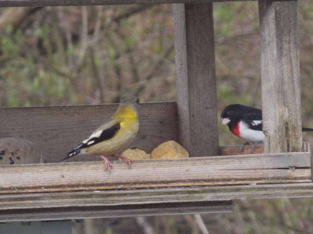 Evening Grosbeak - ML154658571