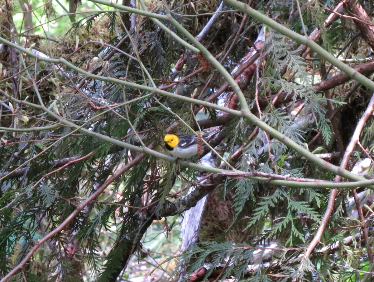 Hermit Warbler - ML154658731