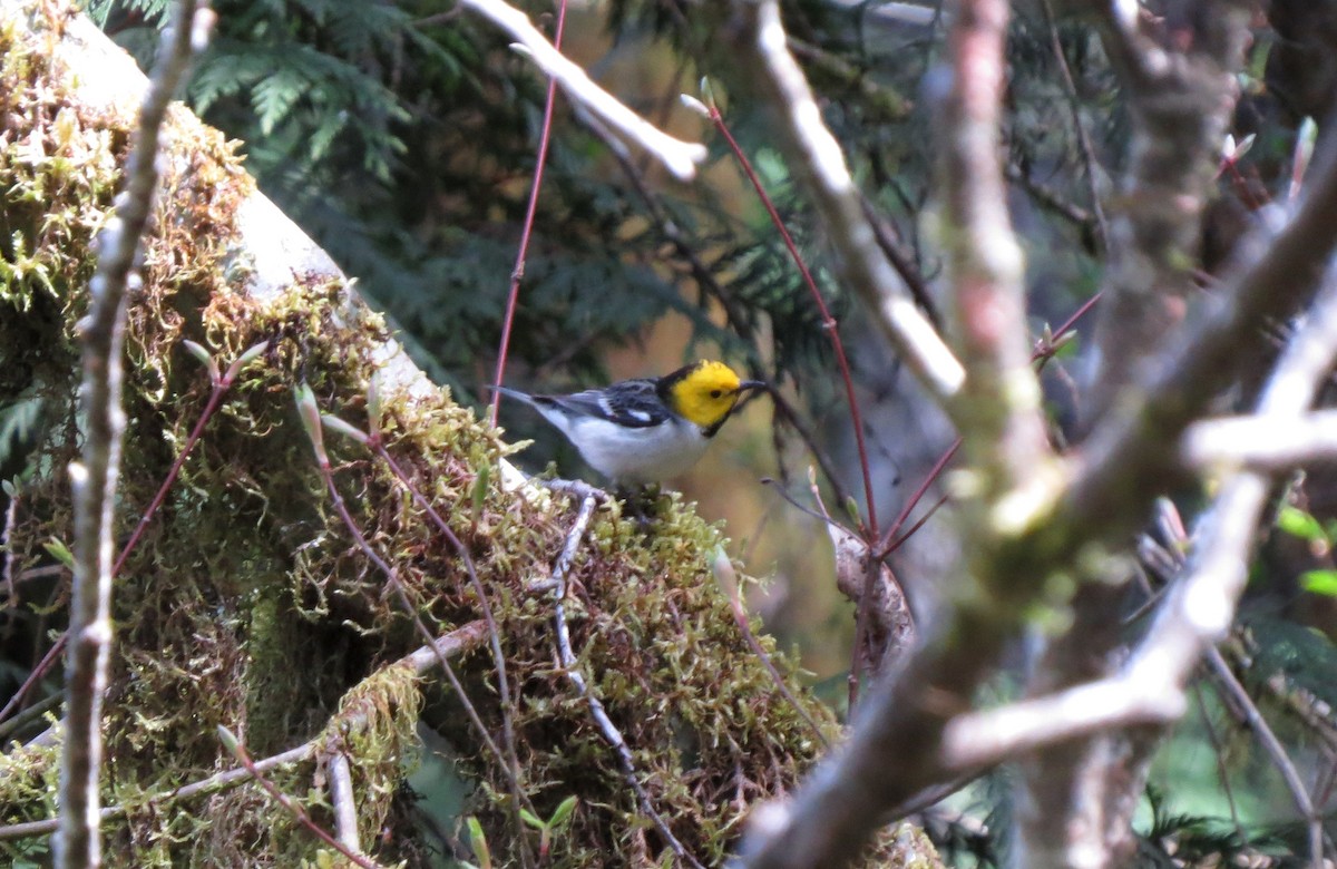 Hermit Warbler - ML154658741