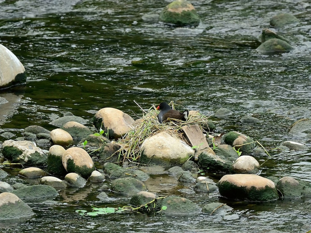 Eurasian Moorhen - 勛宜 劉