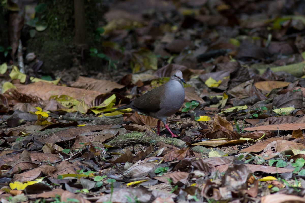 Gray-chested Dove - ML154659341