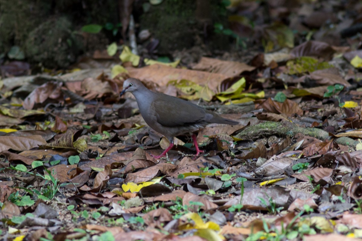 Gray-chested Dove - ML154659351