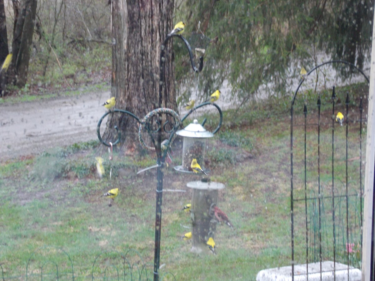 American Goldfinch - ML154659451