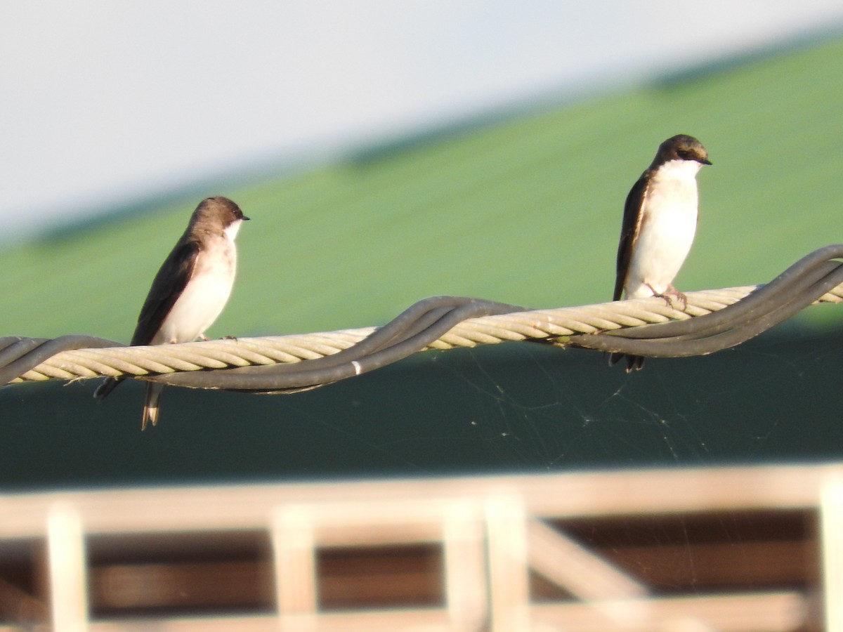 Bank Swallow - ML154659801