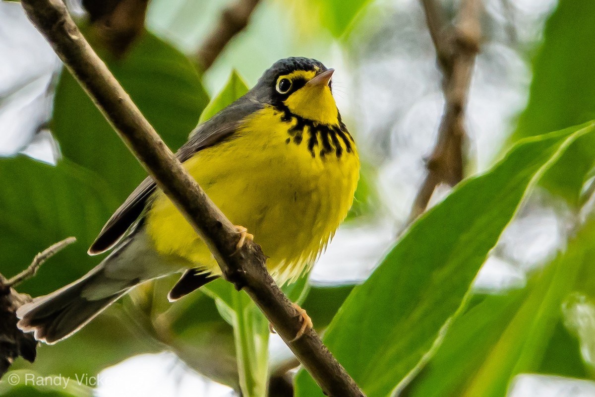 Canada Warbler - Randy Vickers