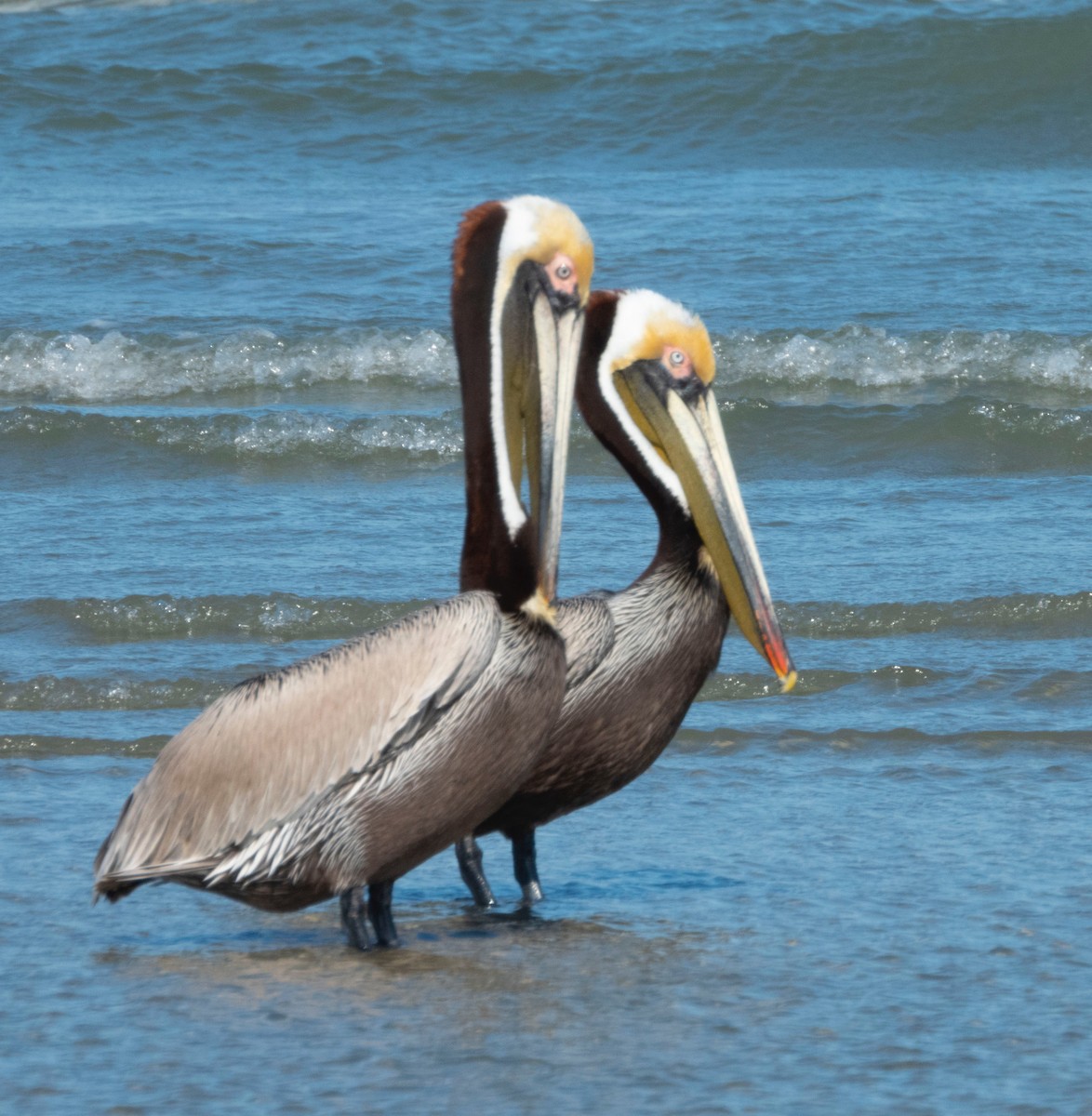 pelikán hnědý - ML154660521