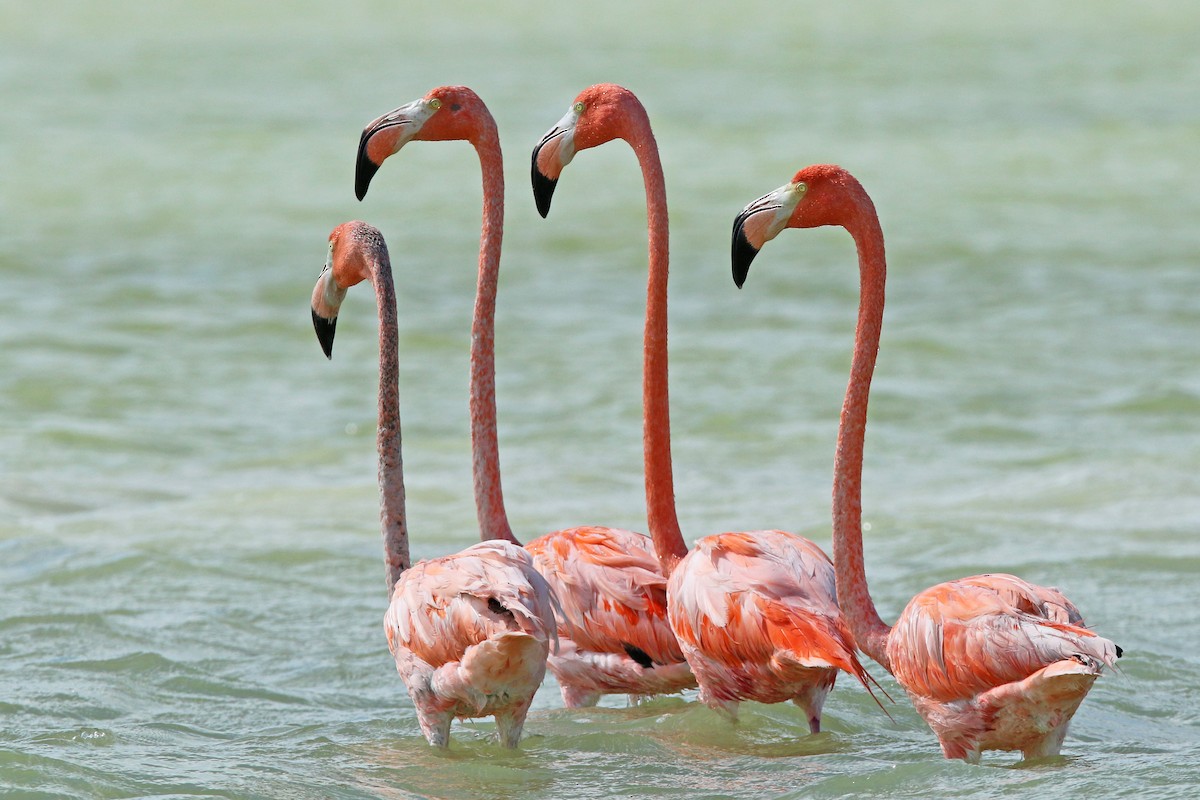 American Flamingo - ML154663291