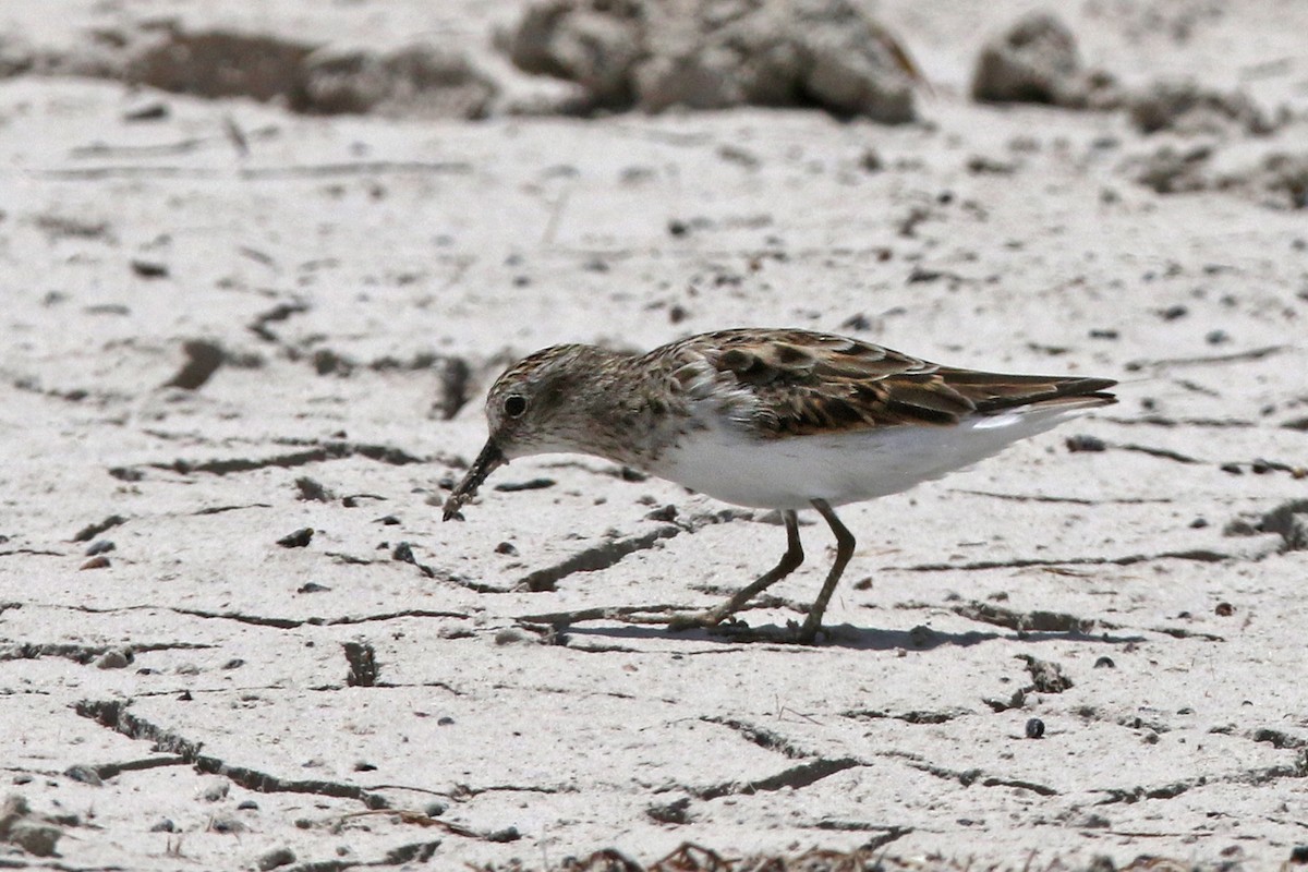 Least Sandpiper - ML154663351