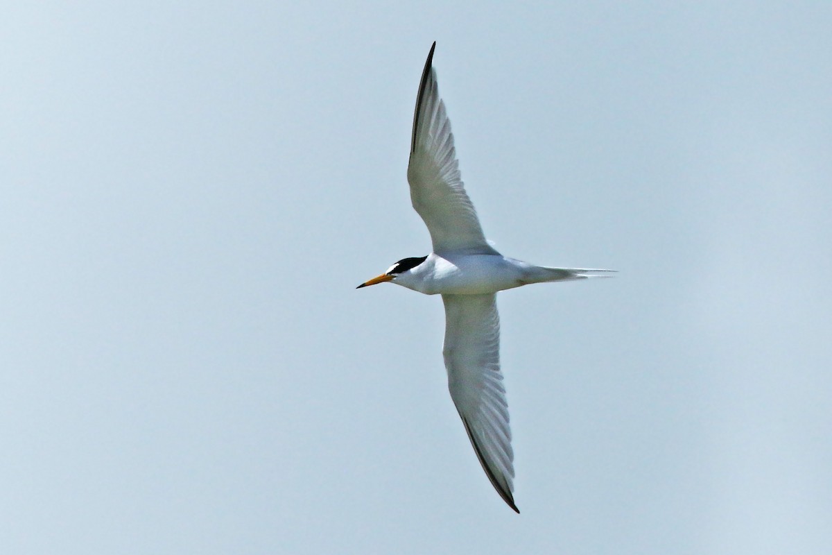 Least Tern - ML154663511