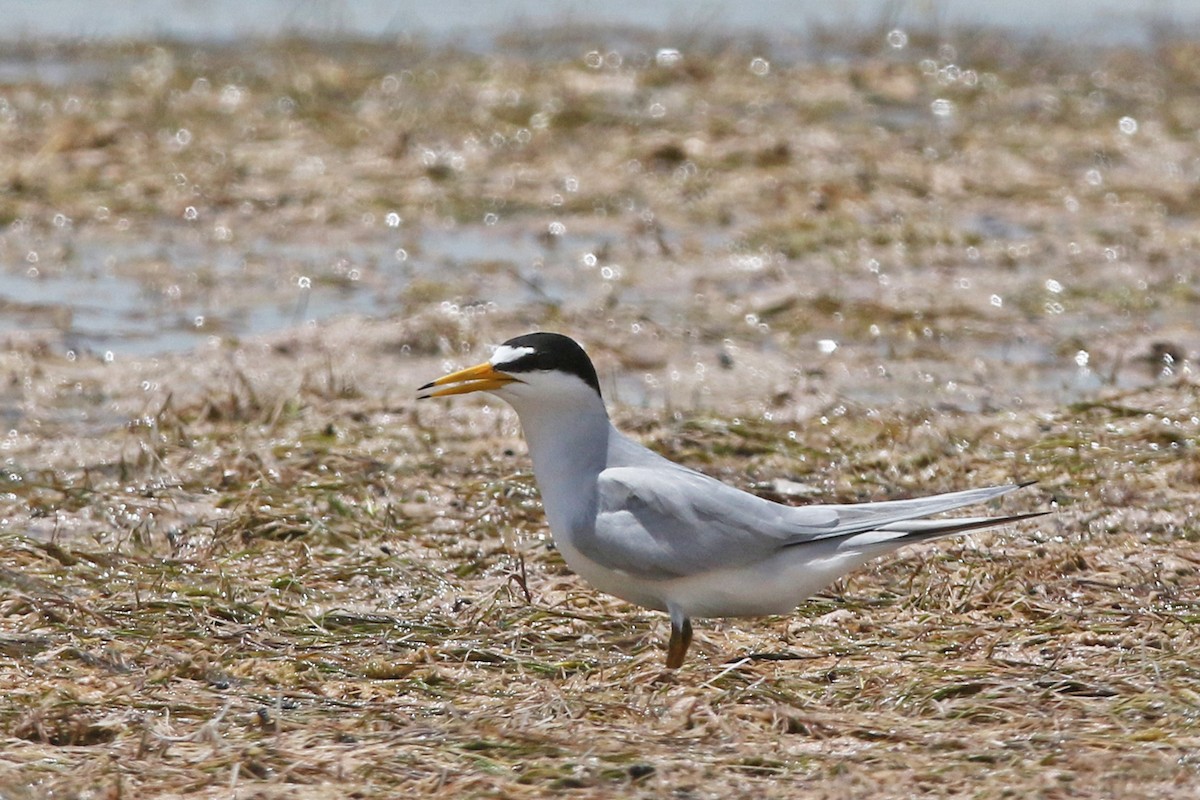 Least Tern - ML154663521