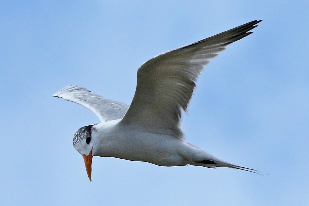 Royal Tern - ML154663561