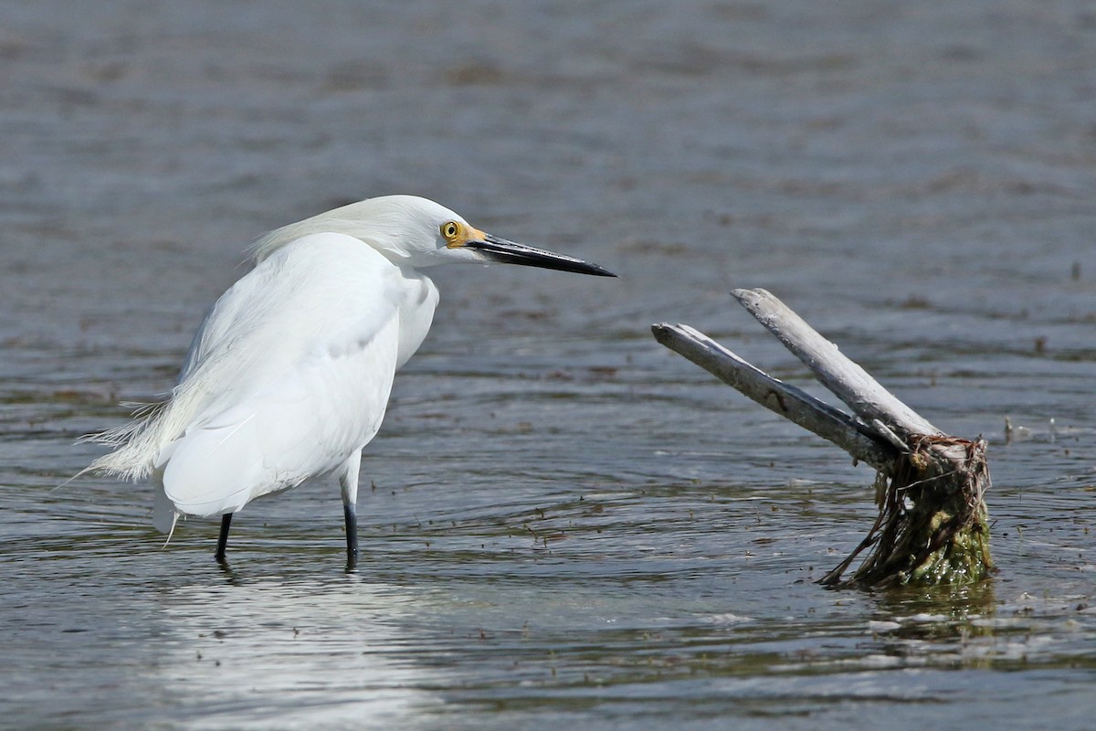 Snowy Egret - ML154663641