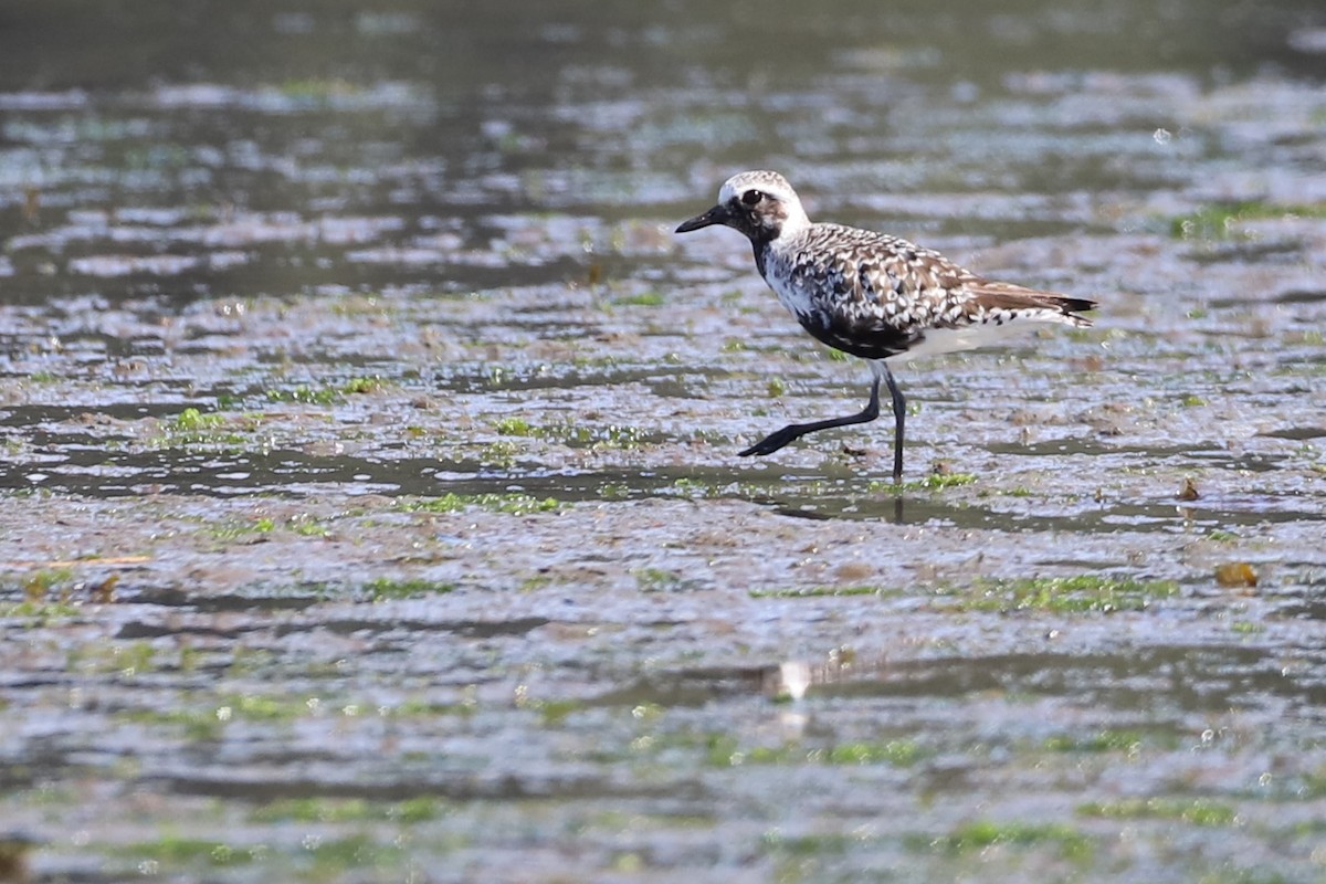 Black-bellied Plover - ML154663701