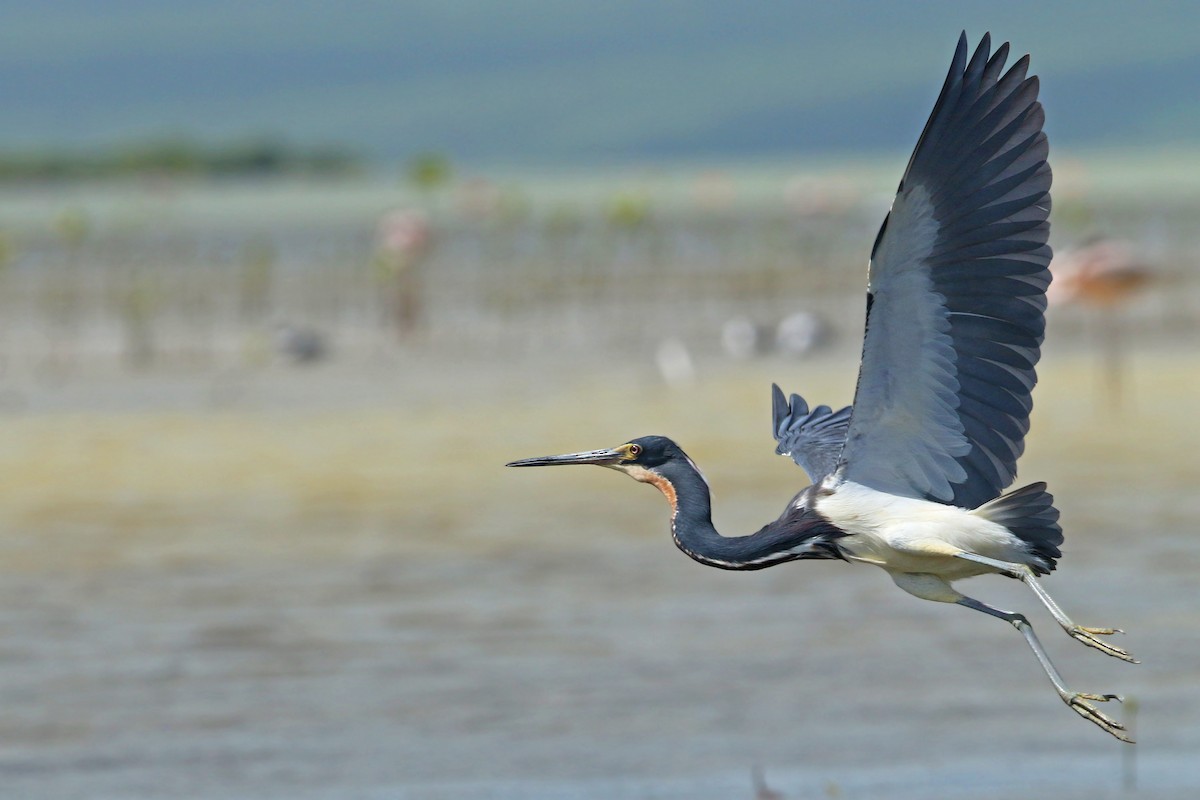 Tricolored Heron - ML154663871