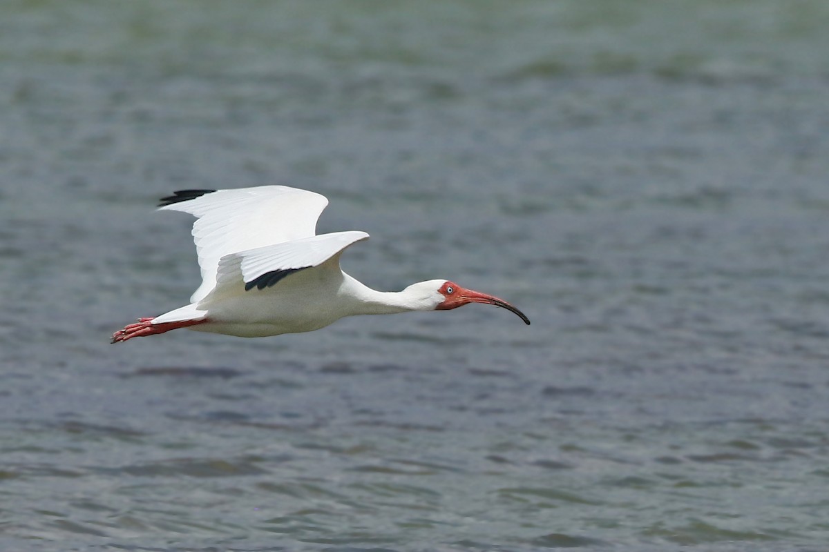 ibis bílý - ML154663941