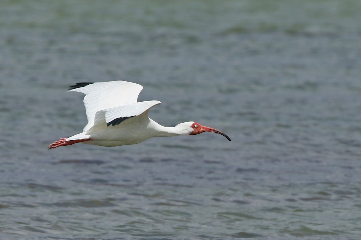 White Ibis - ML154663941