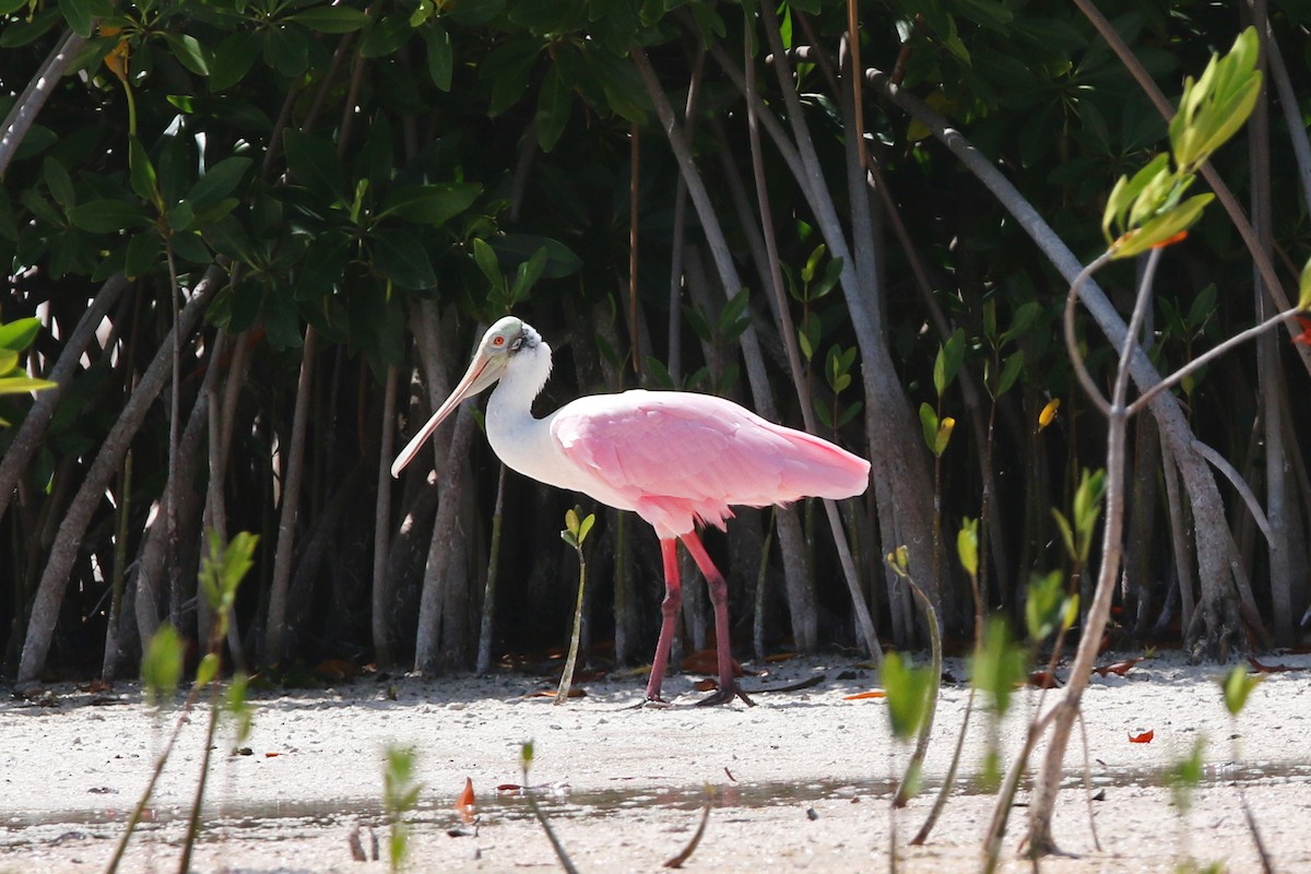 Roseate Spoonbill - ML154664081