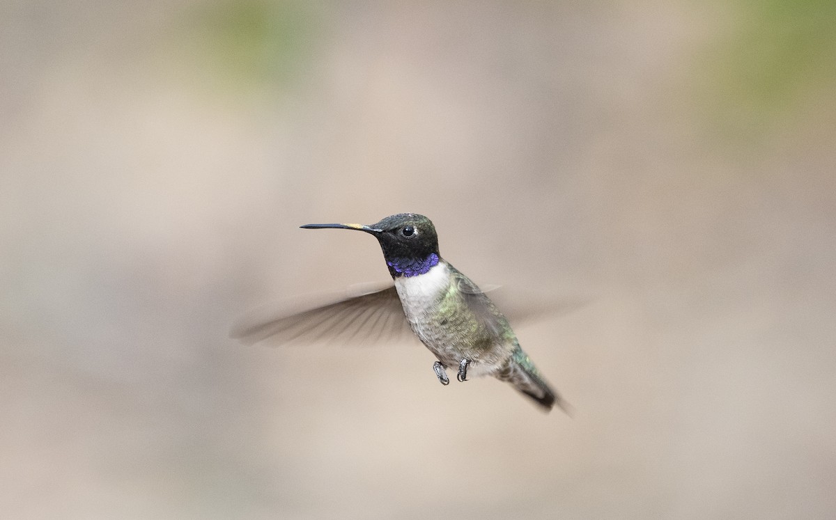 Black-chinned Hummingbird - Jason Platt