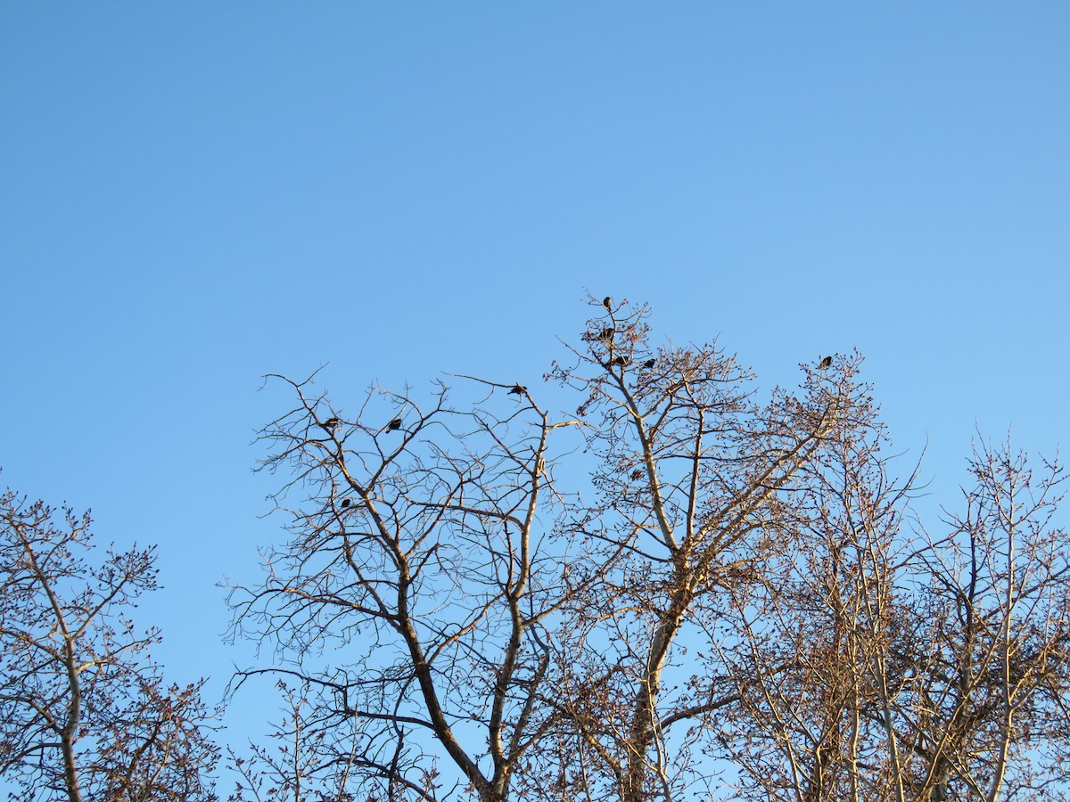 Red-winged Blackbird - ML154665311