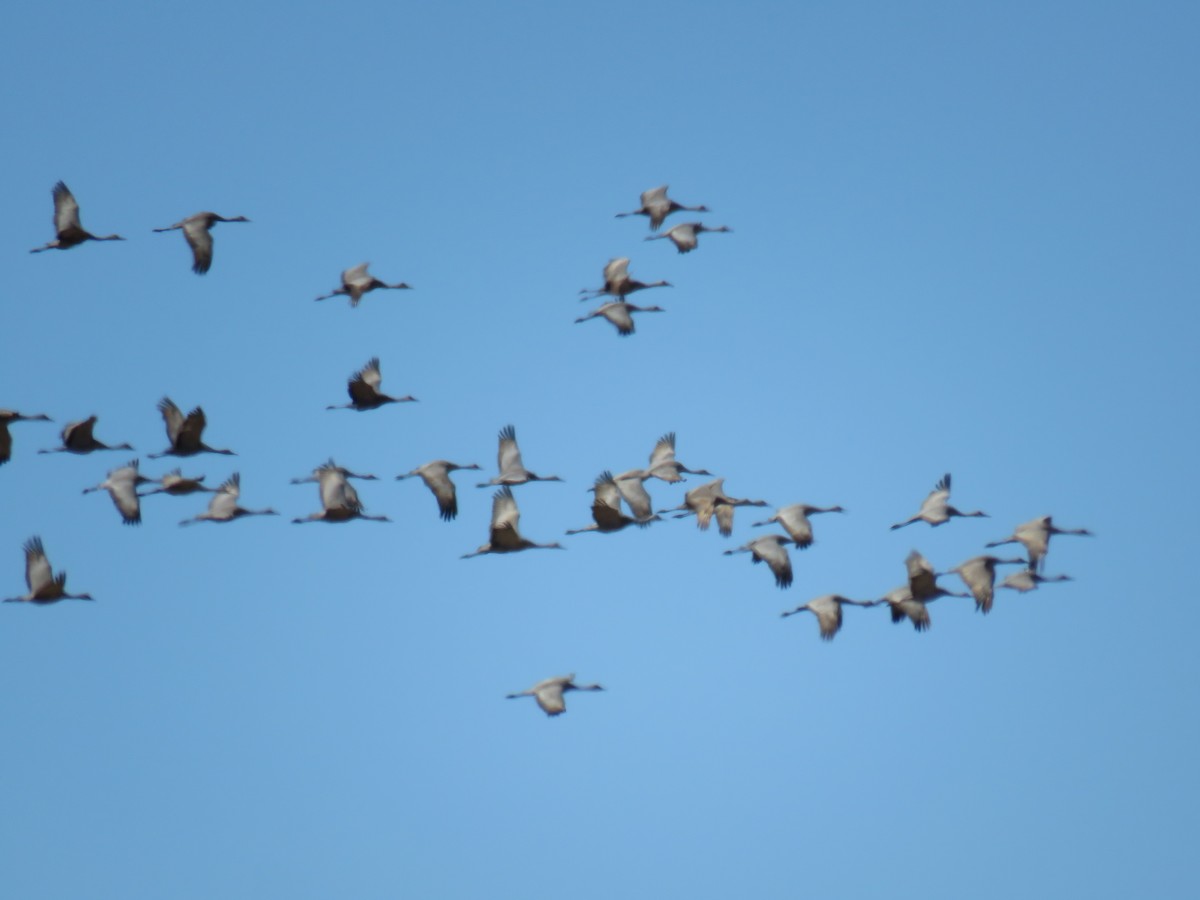 Sandhill Crane - ML154667741