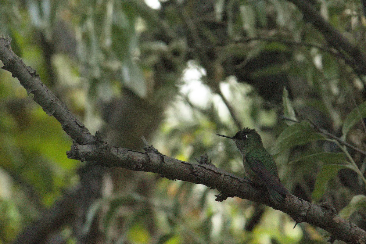 Green-backed Firecrown - ML154668001