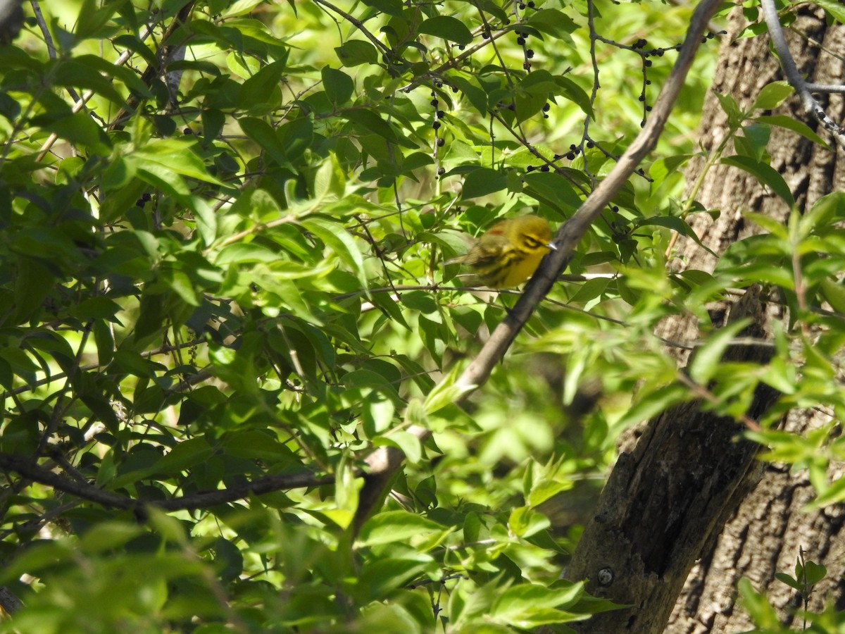 Prairie Warbler - ML154669111