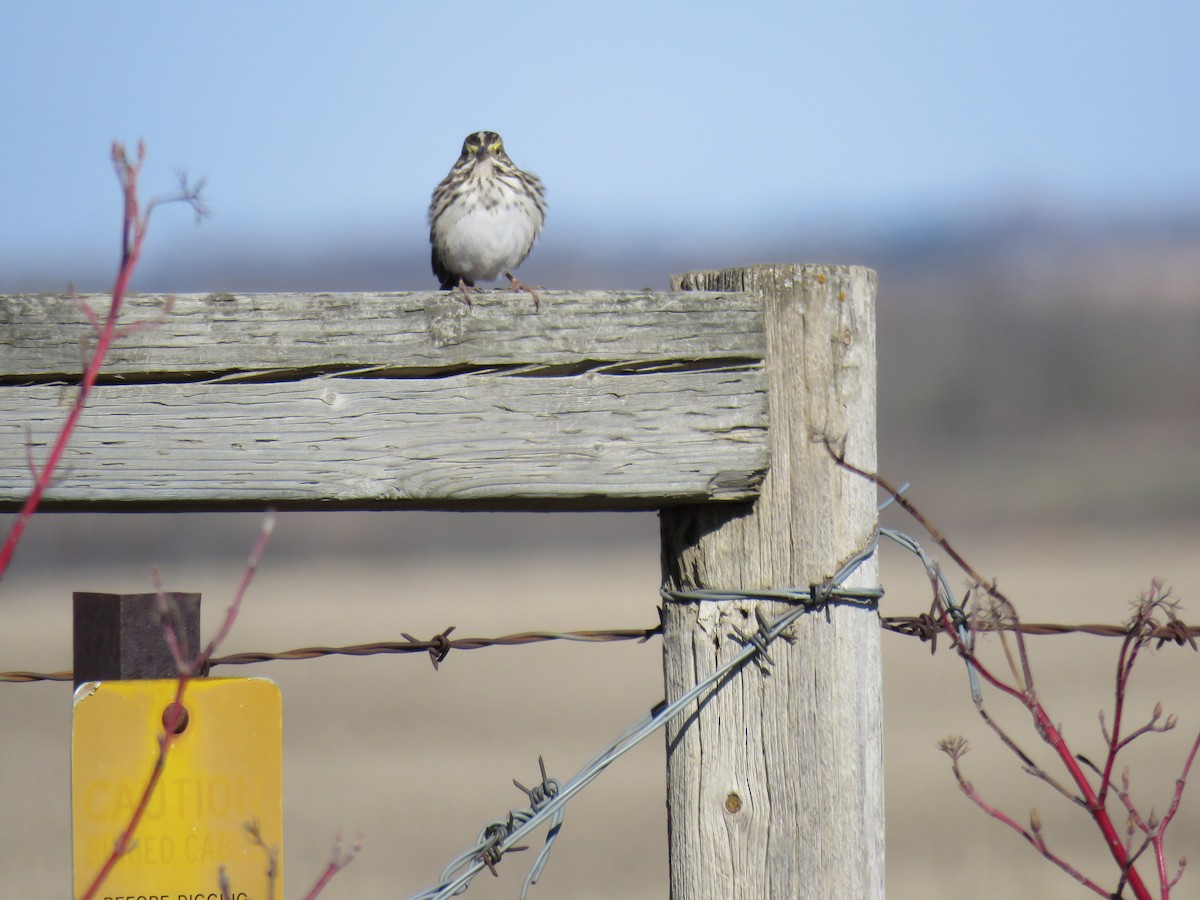 Song Sparrow (melodia/atlantica) - ML154669461