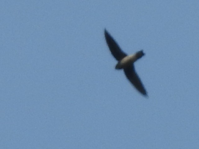 dark swiftlet sp. - ML154669591