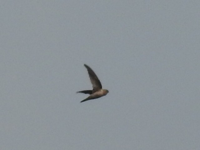 dark swiftlet sp. - ML154669601