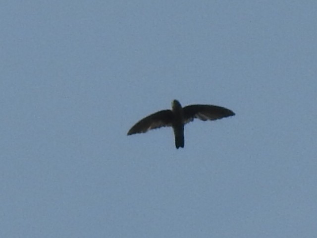 dark swiftlet sp. - ML154669611