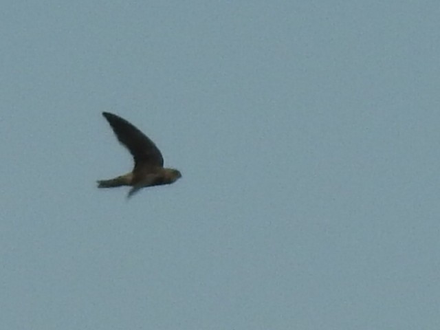 dark swiftlet sp. - ML154669621