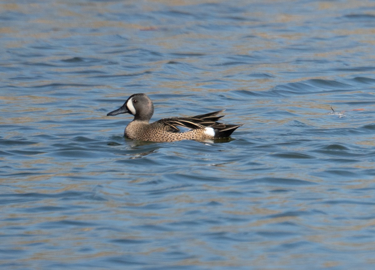 Blue-winged Teal - ML154671761