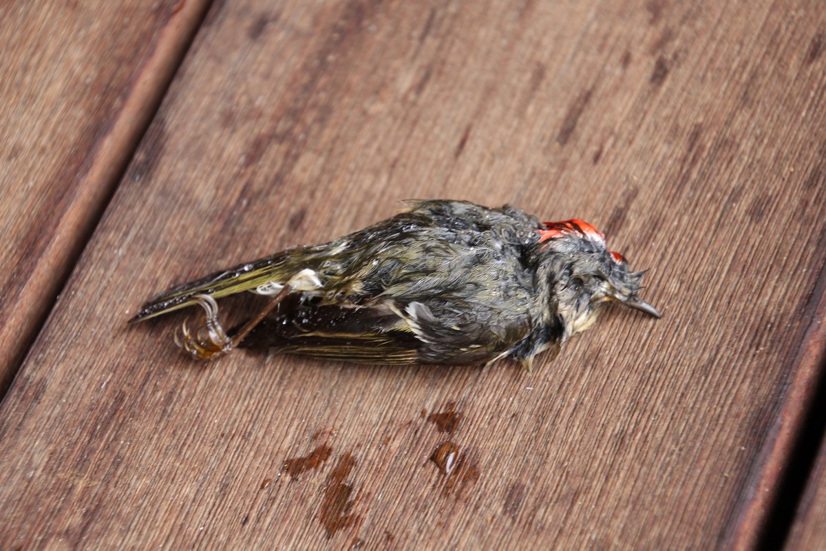 Roitelet à couronne rubis - ML154672391