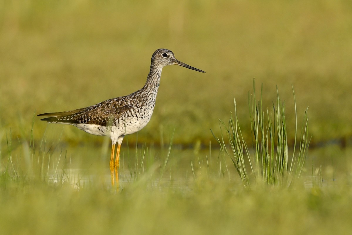 Greater Yellowlegs - ML154672421