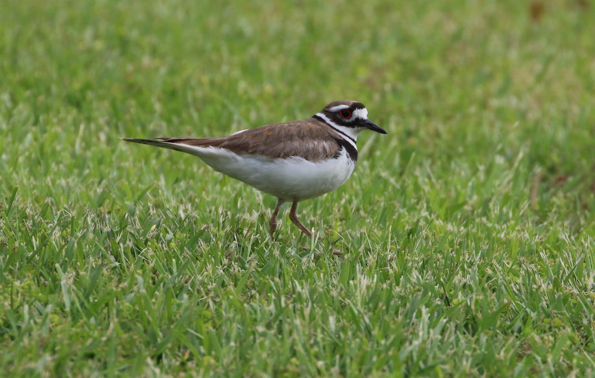 Killdeer - Karen & Tom Beatty