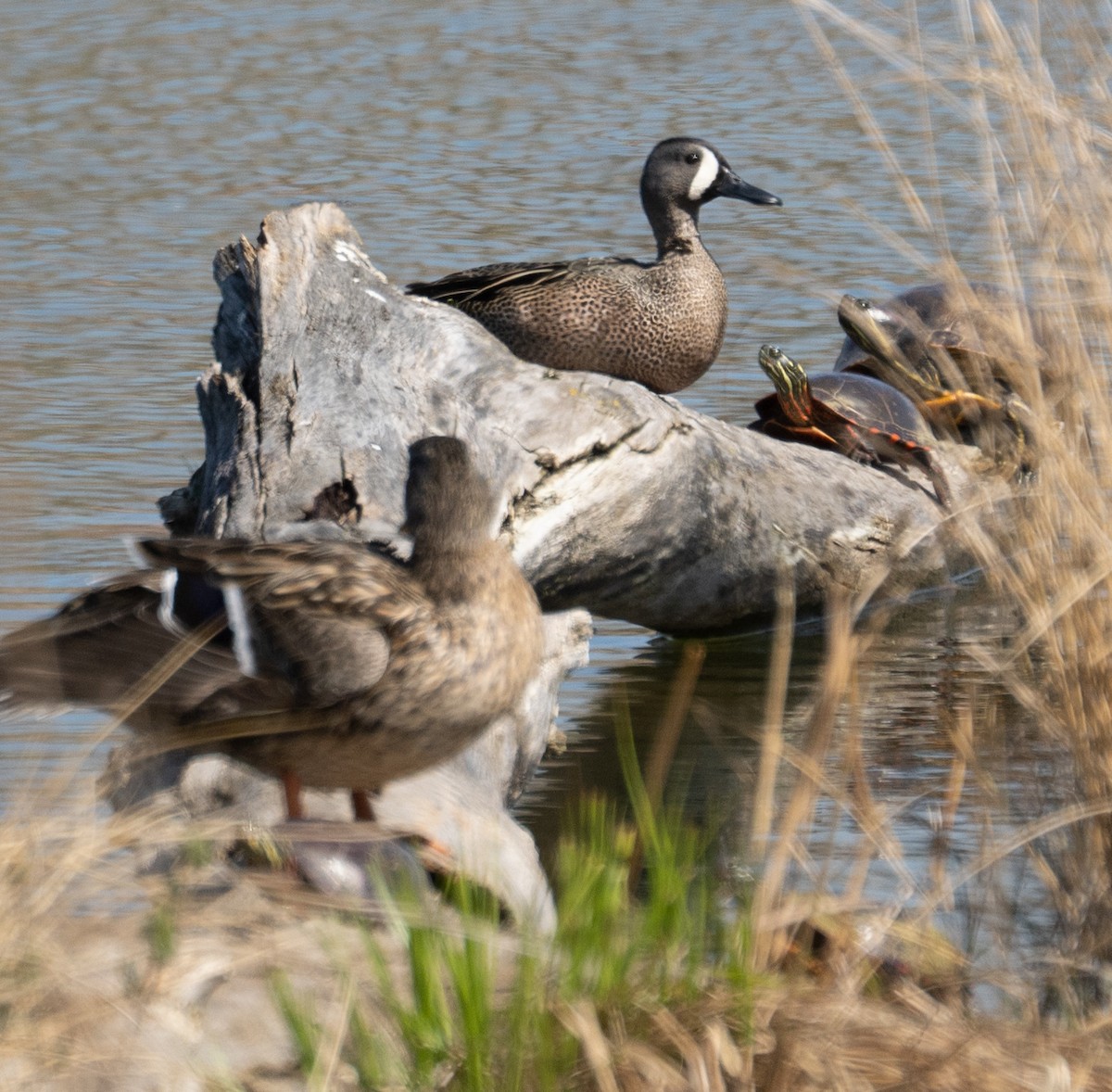 Blue-winged Teal - ML154673771