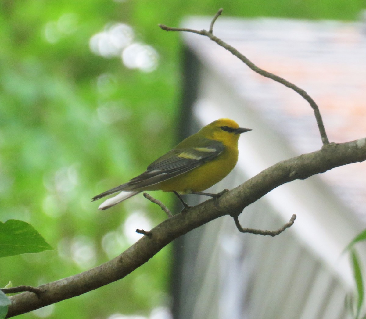 Blauflügel-Waldsänger - ML154674551