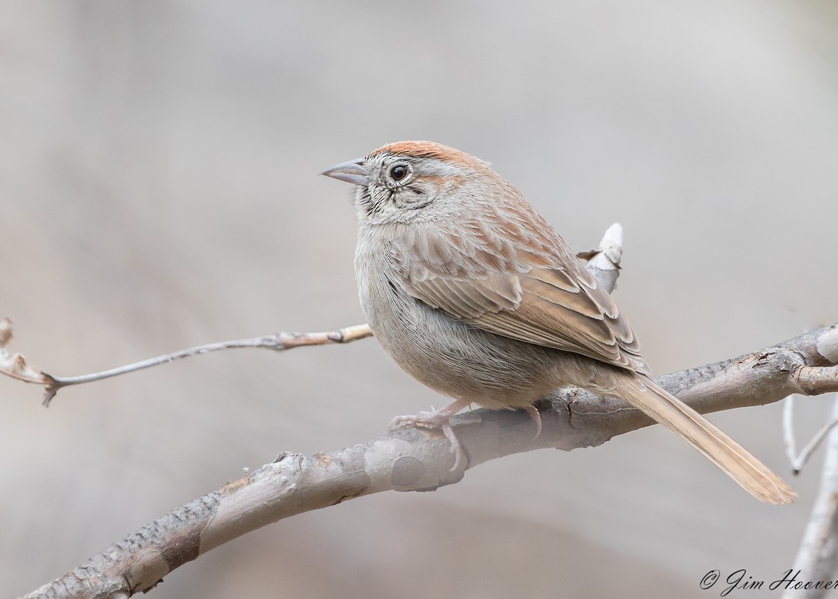Rufous-crowned Sparrow - ML154675891