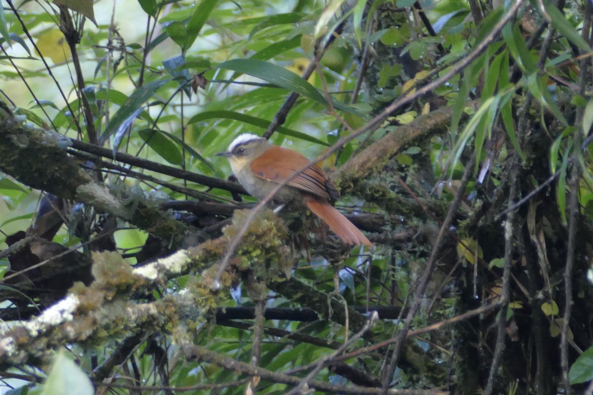 Marcapata Spinetail - Peter Kaestner