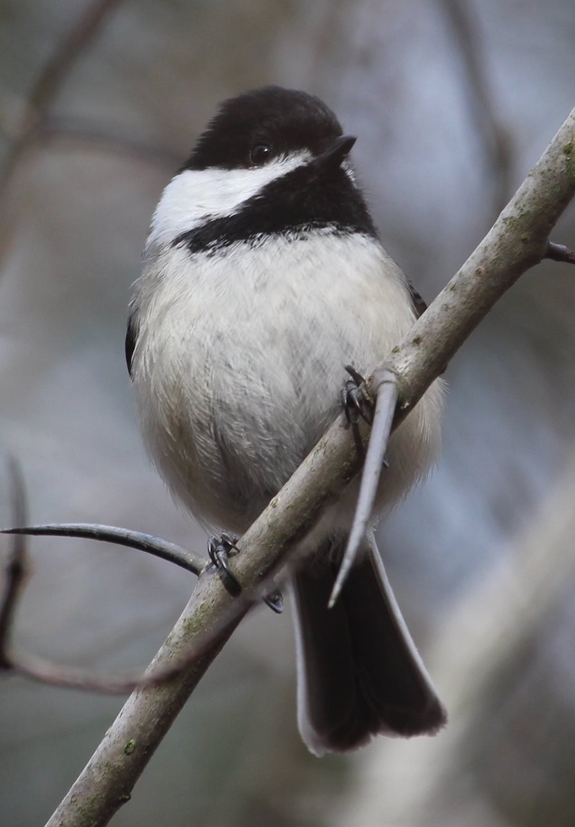 Mésange à tête noire - ML154682121