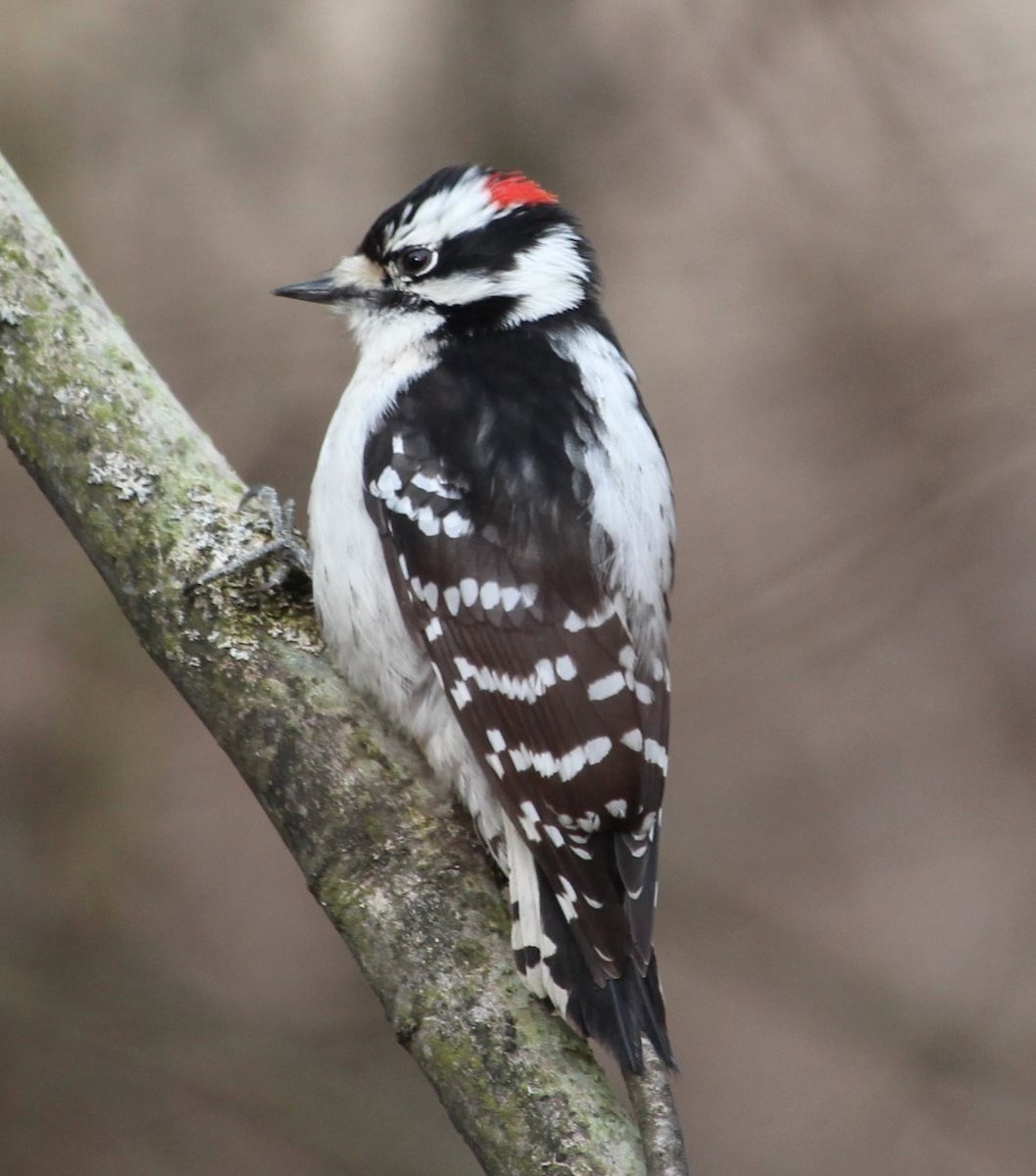 Downy Woodpecker (Eastern) - ML154682391