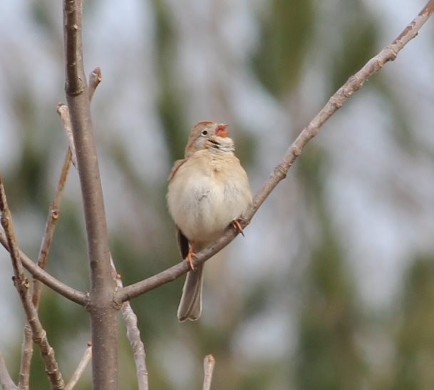 Field Sparrow - ML154682731