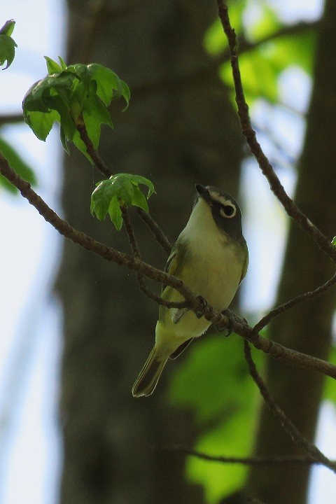 Blue-headed Vireo - ML154683271