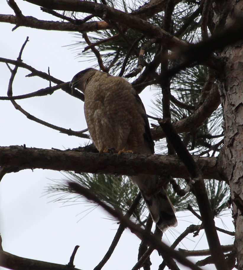 Cooper's Hawk - Burke Korol