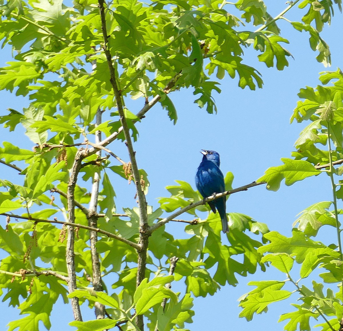 Passerin indigo - ML154686841