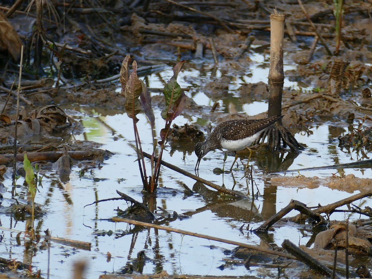 Solitary Sandpiper - ML154686981