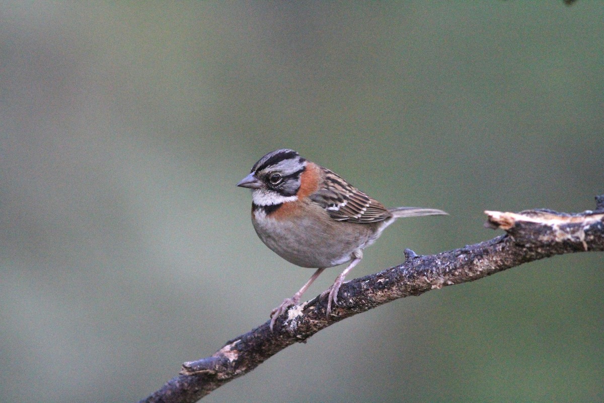 Rufous-collared Sparrow - Kai Victor