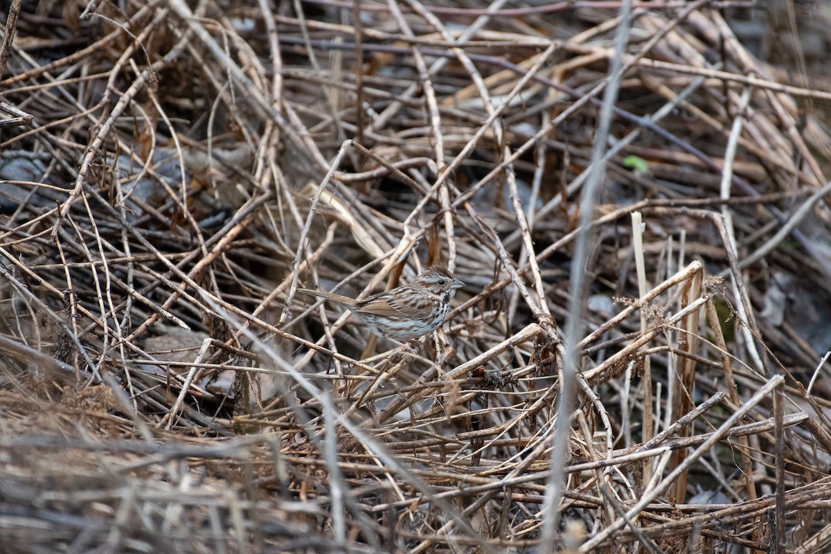 Song Sparrow - ML154688641