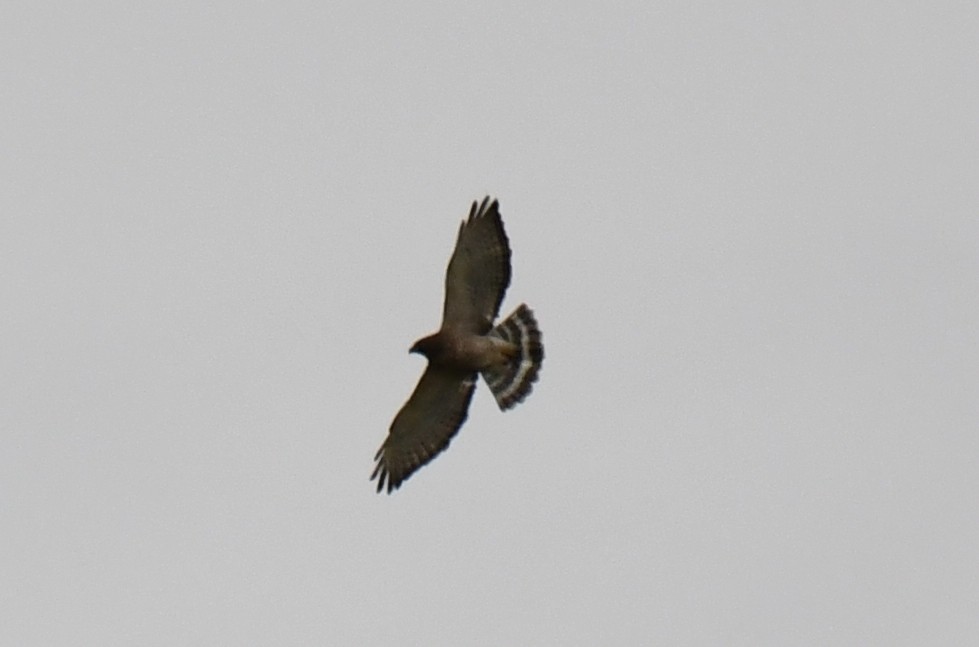 Broad-winged Hawk - Sherry Burnett