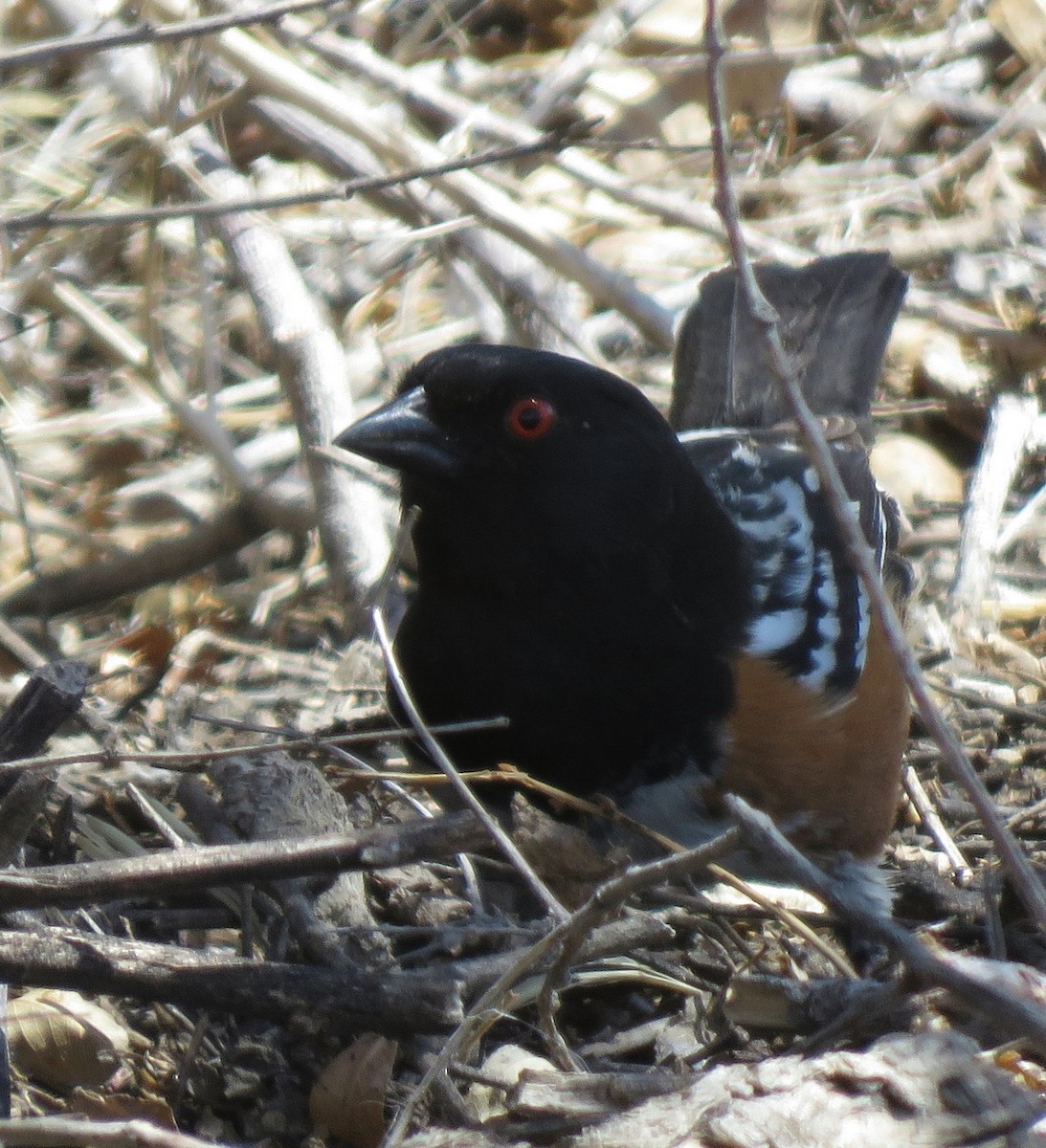 Spotted Towhee - ML154689731